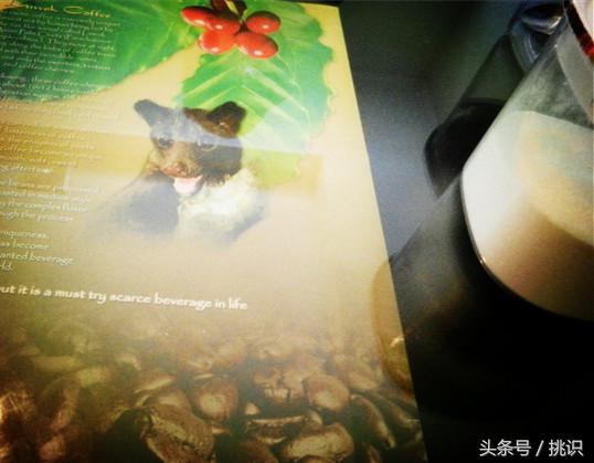 猫屎咖啡最贵的饮品,为什么猫屎咖啡是世上最贵的咖啡