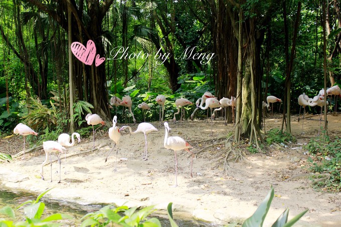 广州长隆动物园亲子游攻略三日游,珠海长隆海洋快速通道亲子游攻略