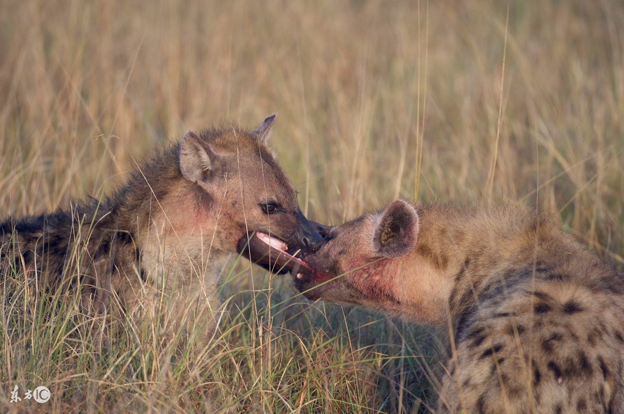 野狗和鬣狗到底谁更强,鬣狗与野狗哪个更凶残