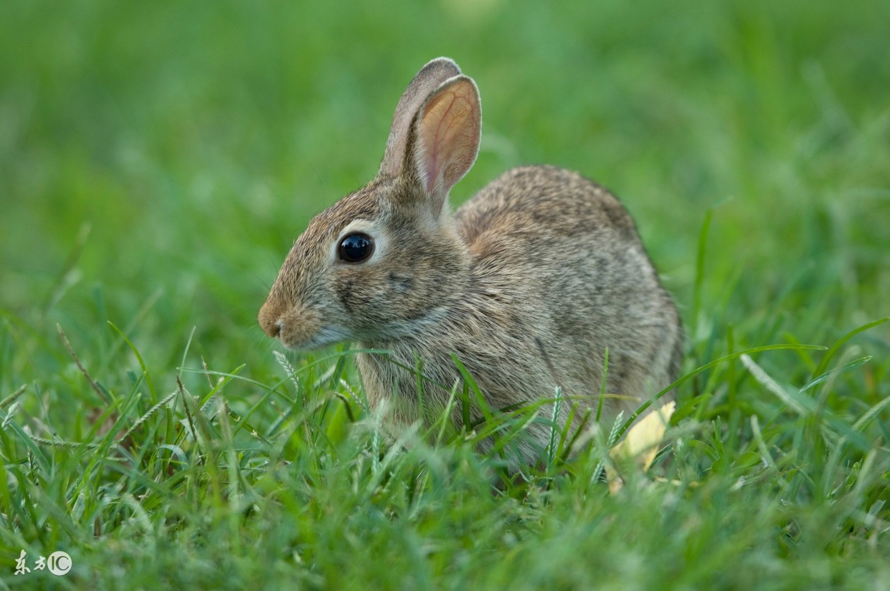 2024属兔化解太岁佩戴观音能够吗,2023年属兔人太岁化解
