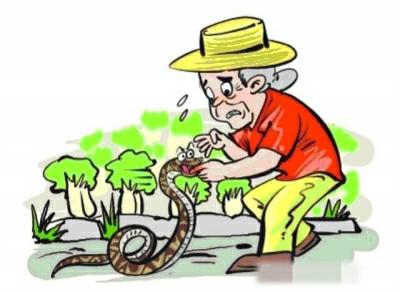 蛇毒急救,中蛇毒正确急救方法是什么