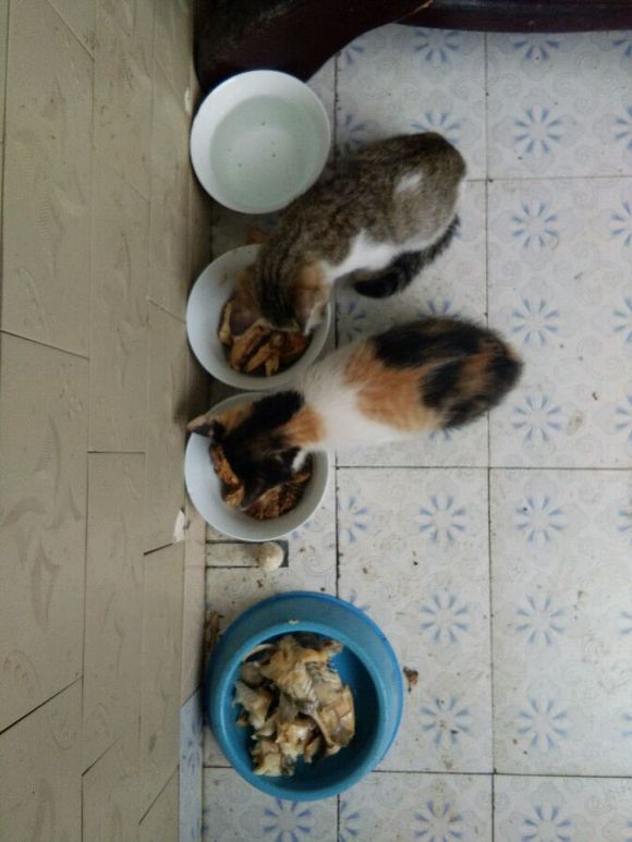 去朋友家，领养了两只小猫咪，喂养一段时间后，噩梦就开始了！