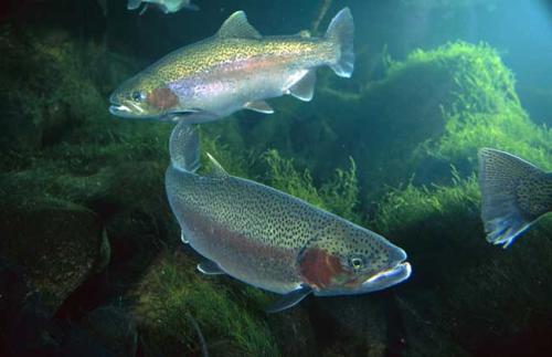 要想宝宝聪明需要补充什么,怀孕补dha孩子就聪明吗