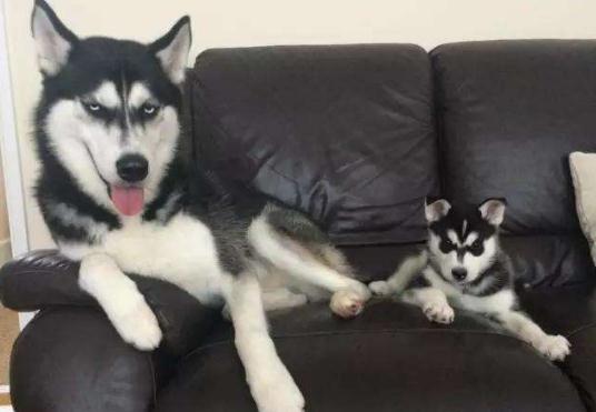 如何快速增加微信运动步数,有什么办法快速增加微信运动步数