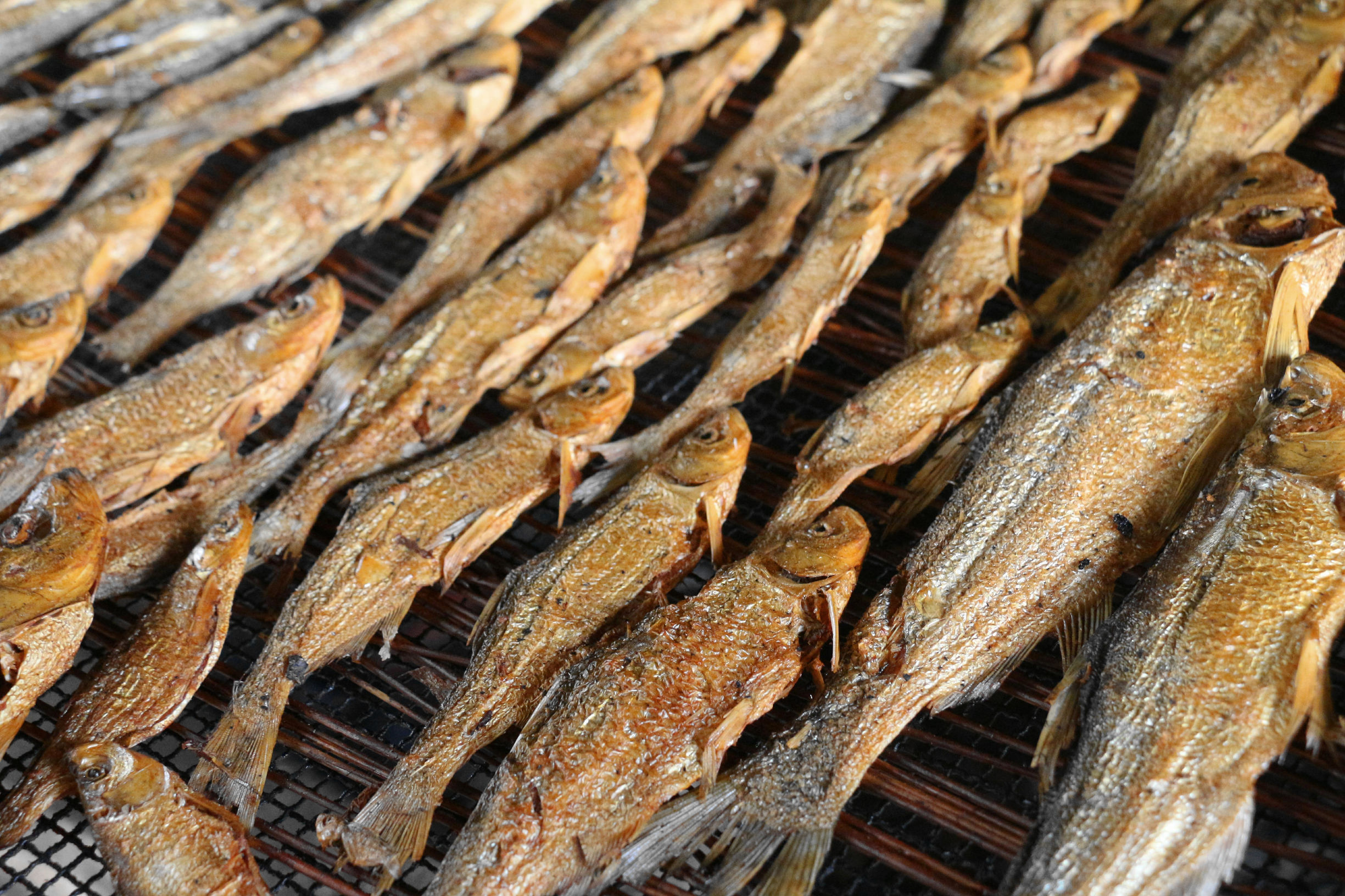 黔东南剑河县清水江鱼种大全,剑河县清水江有什么鱼