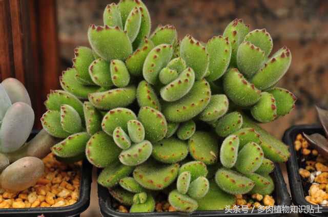 多肉熊童子夜晚零下3度会冻伤吗,多肉熊童子叶子上的灰尘怎么办