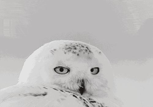 猫头鹰能当宠物吗视频,猫头鹰能够当宠物养吗