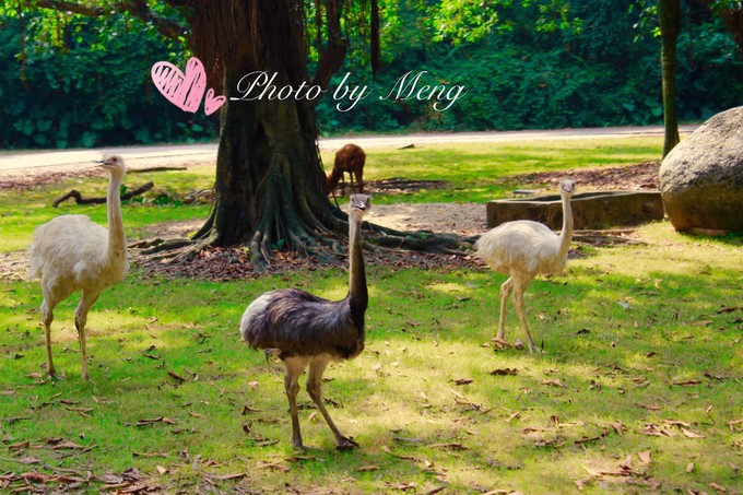 广州长隆动物园亲子游攻略三日游,珠海长隆海洋快速通道亲子游攻略