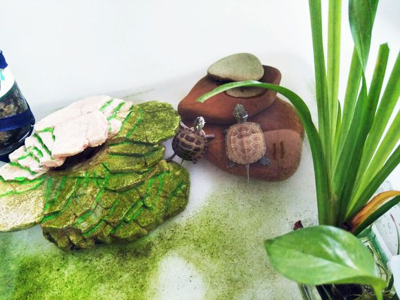 新手养龟的十大注意事项,养龟新手必须知道的两个要害点