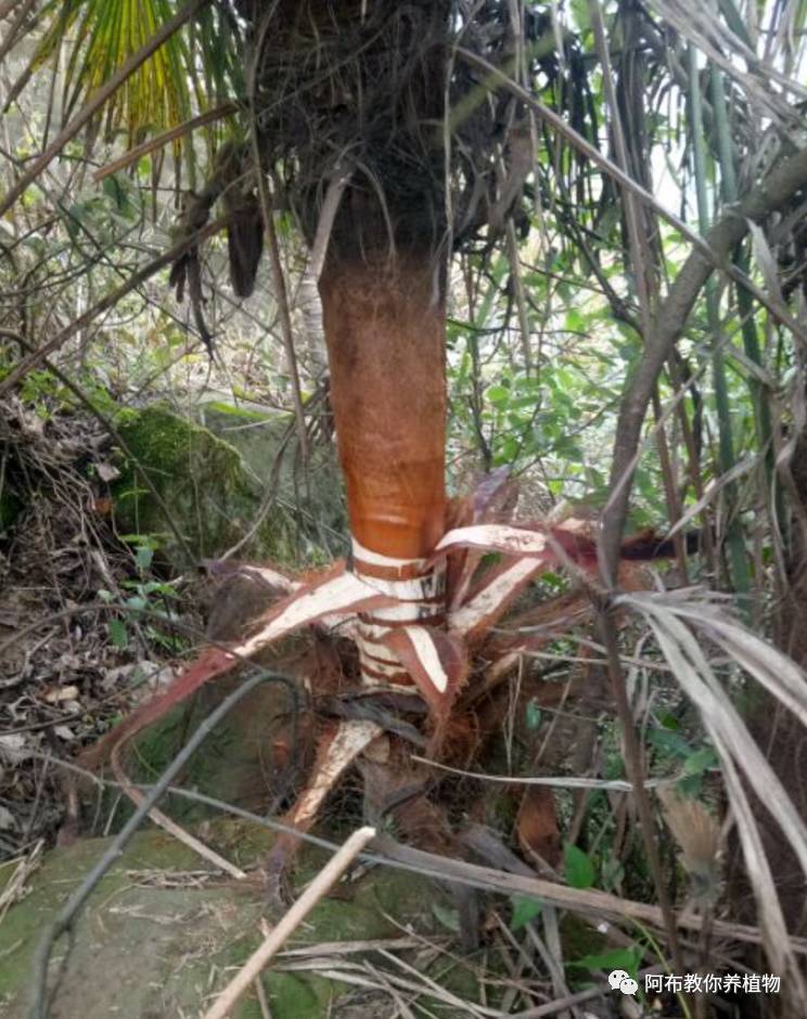 绿萝绿植怎么养活得快一点,绿萝绿植养护技巧图解大全