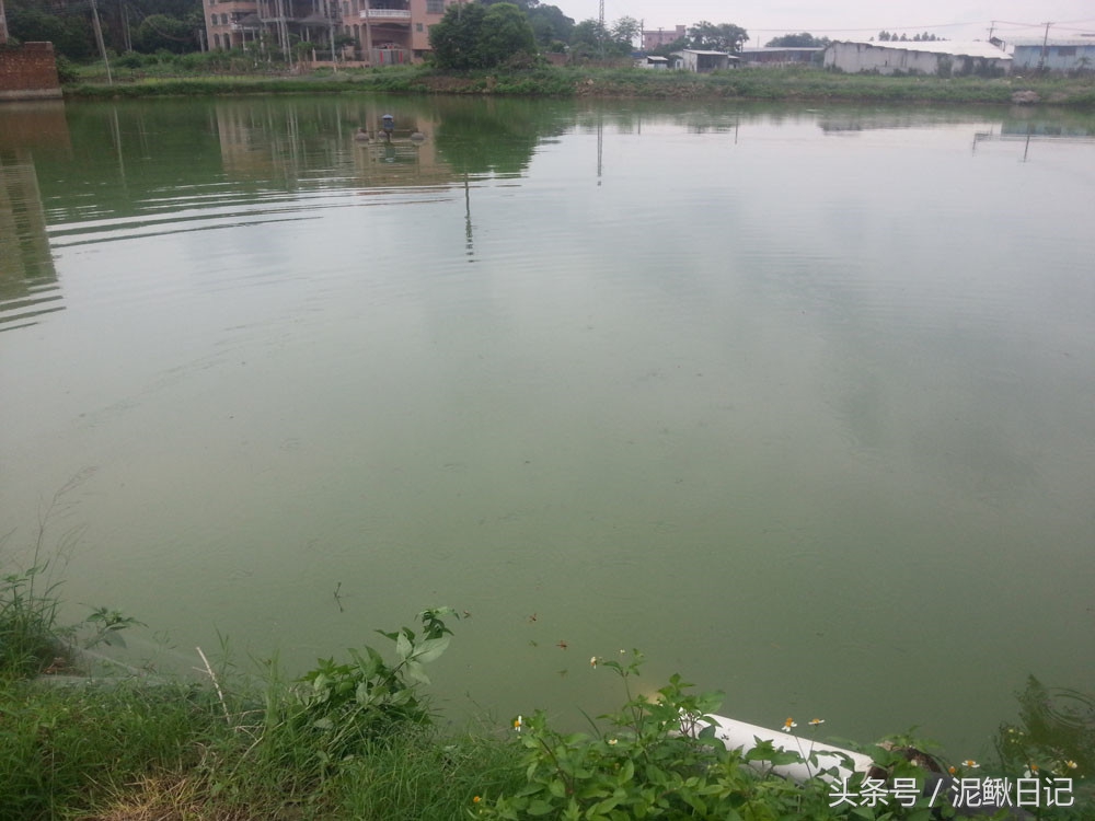 养殖泥鳅的实用指南,泥鳅养殖到底如何