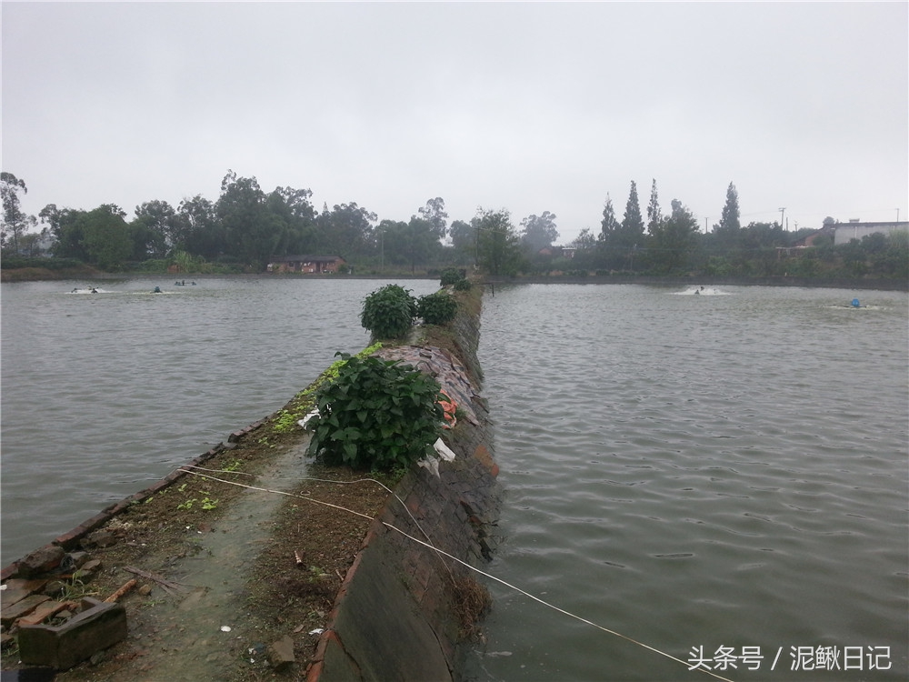 养殖泥鳅的实用指南,泥鳅养殖到底如何