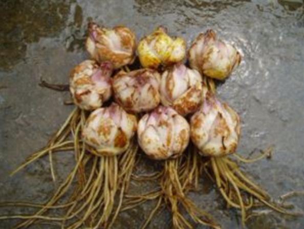 百合百年好合的功效与功能,百合花除了百年好合还有什么寓意