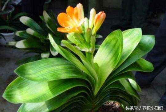 君子兰的养花技巧和方法,君子兰养花知识大全与技巧