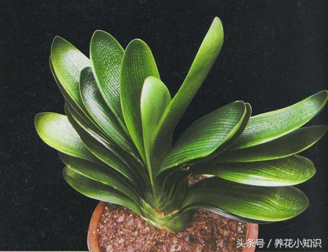 君子兰的养花技巧和方法,君子兰养花知识大全与技巧