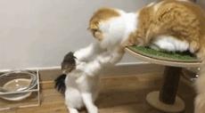猫咪钻进细缝里怎样才能出来,怎么让猫咪进到大纸箱里面