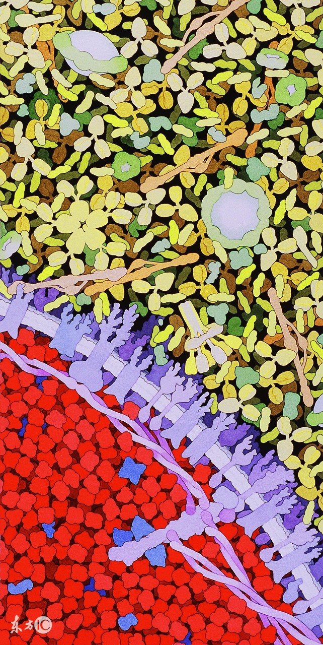 白蛋白在危重病人中的应用,人血白蛋白在血液科的应用