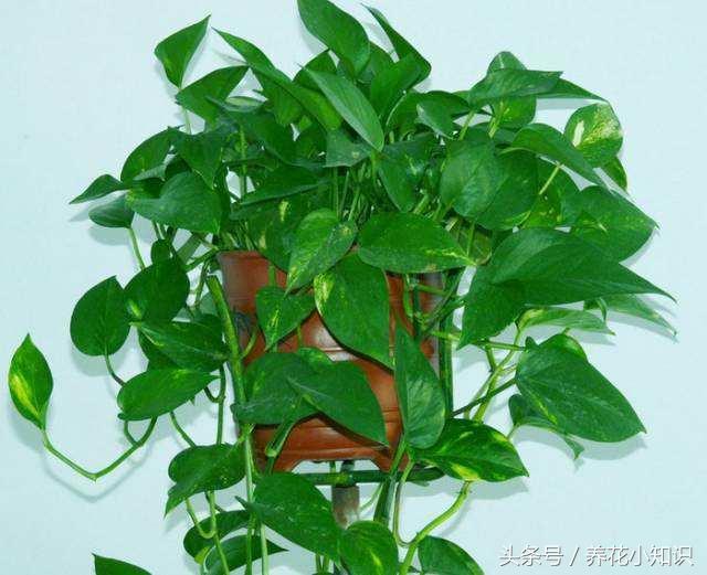 绿萝叶子发黄用什么办法能变绿,绿萝叶子发黄快速补救方法水养