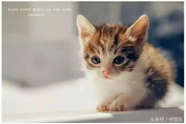 修图师会用哪些修图软件,修图师都用ps么