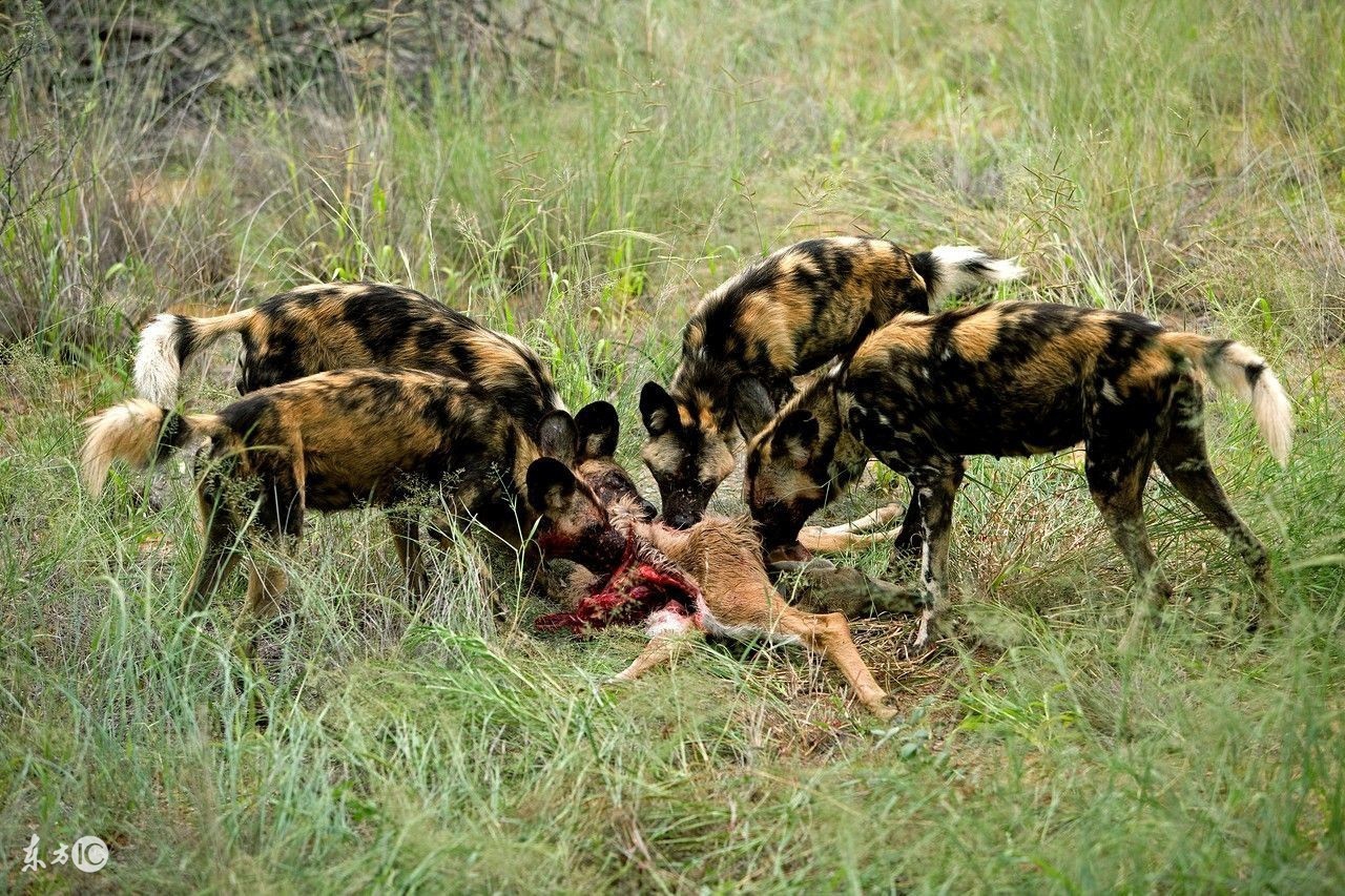 野狗和鬣狗到底谁更强,鬣狗与野狗哪个更凶残