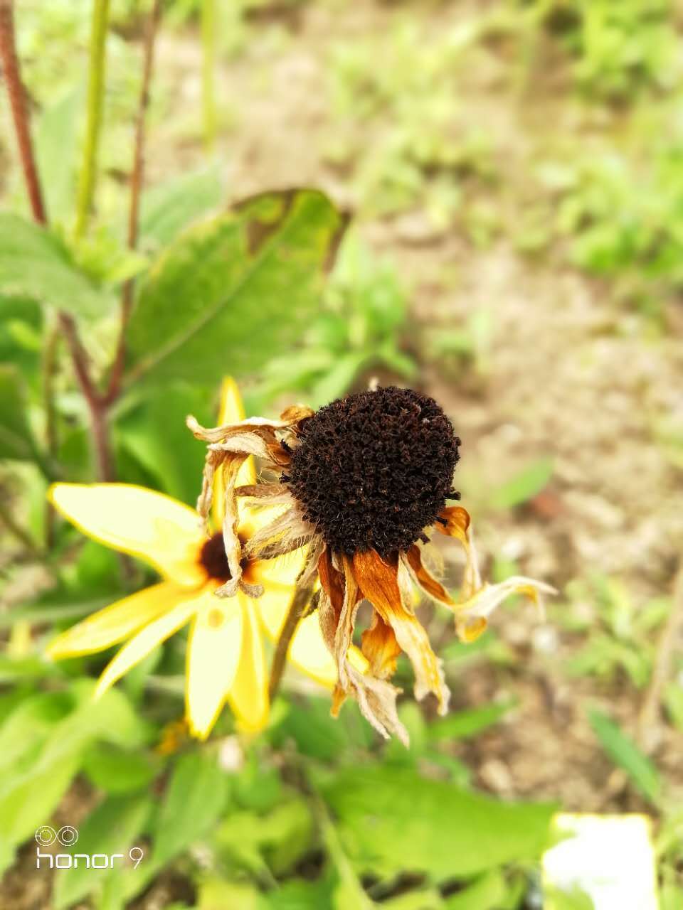 荣耀v9和荣耀9的性能有什么区别,荣耀9和荣耀v9哪个好值得买