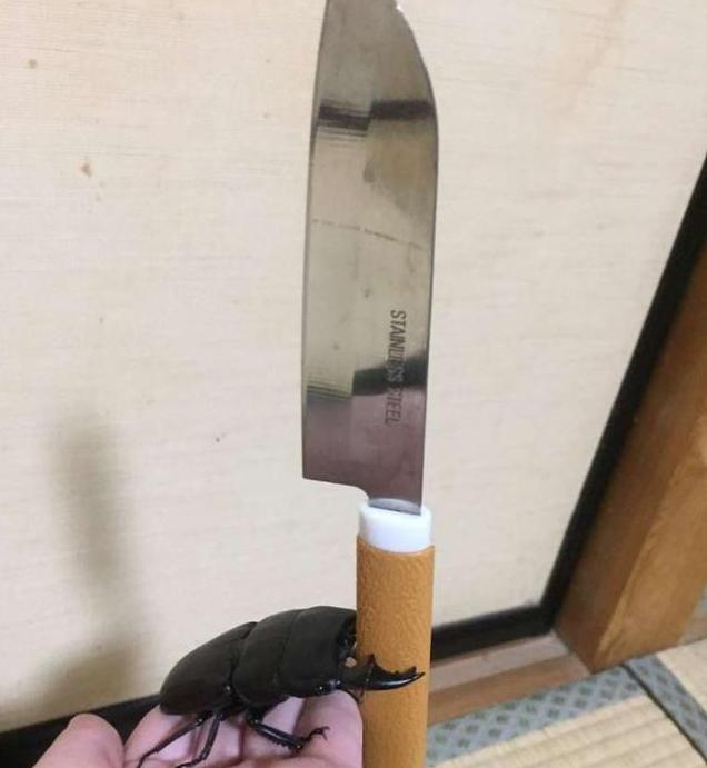 你养的宠物只会花钱，人家日本美女养的宠物会画画，还能挣钱