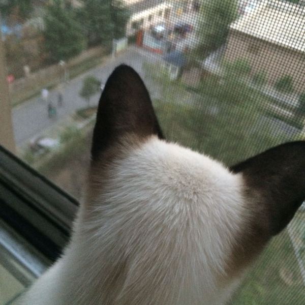 每日一猫暹罗猫,猫界保姆暹罗猫