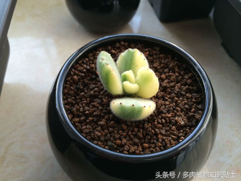 多肉熊童子夜晚零下3度会冻伤吗,多肉熊童子叶子上的灰尘怎么办