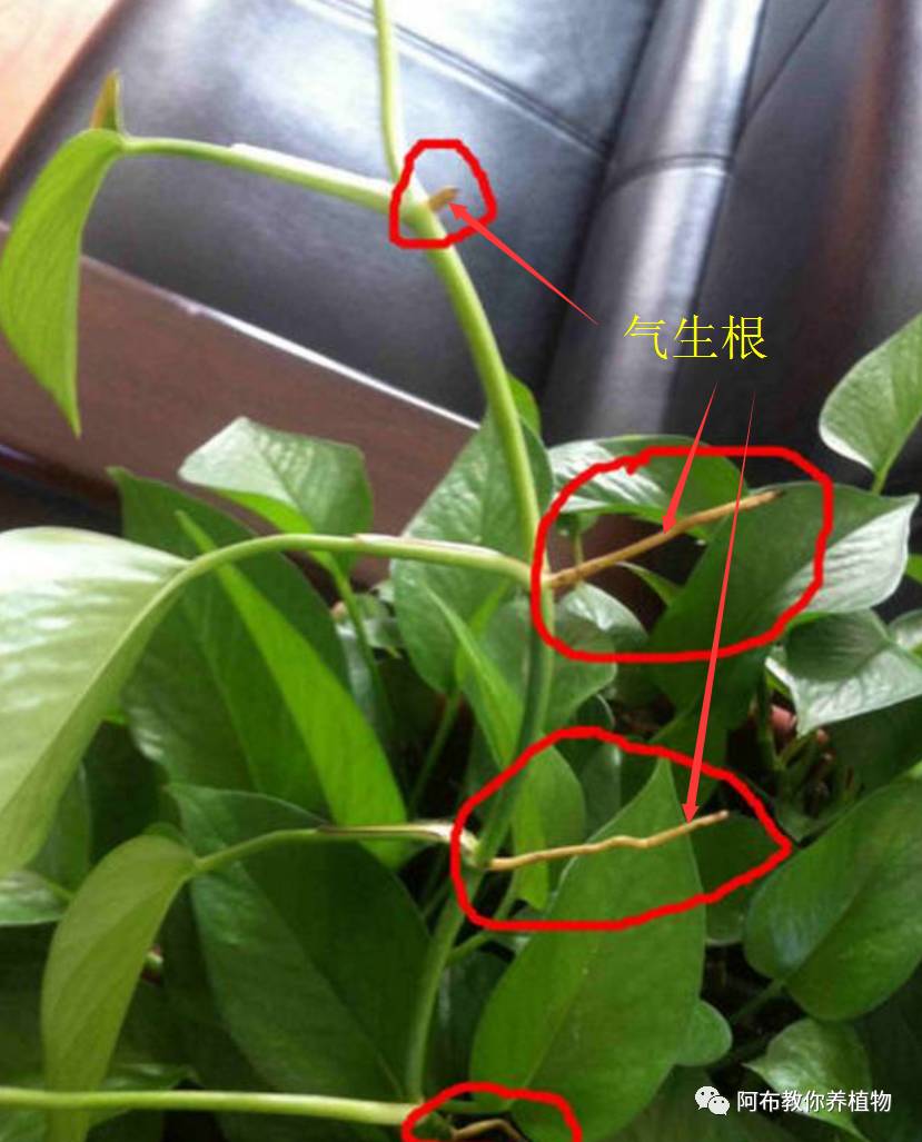 绿萝绿植怎么养活得快一点,绿萝绿植养护技巧图解大全