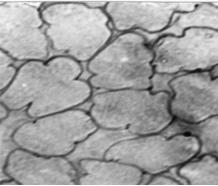 粘胶纤维和莱赛尔纤维,再生纤维粘胶纤维