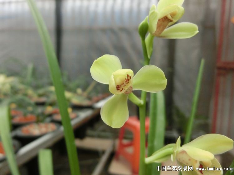 夏天建兰-四季魅力（绿光登）绝对经典的开品照片
