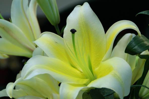 百合百年好合的功效与功能,百合花除了百年好合还有什么寓意