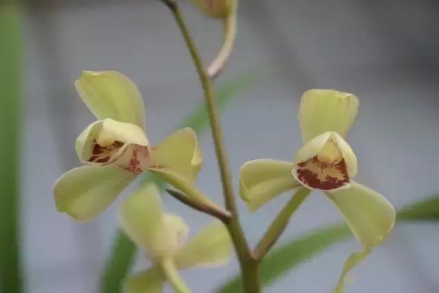 四季兰用什么盆栽最好看,四季兰花期养护