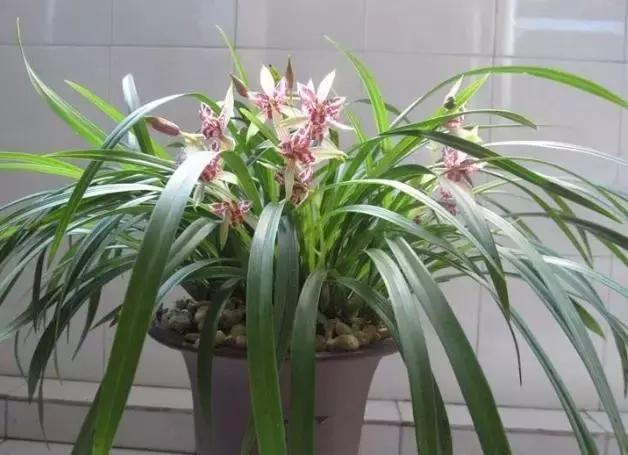 四季兰用什么盆栽最好看,四季兰花期养护