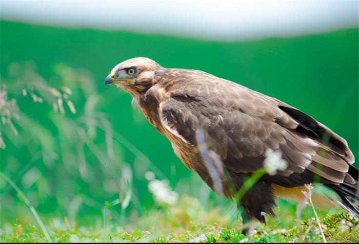 自驾游川西红原大草原,红原大草原月亮湾