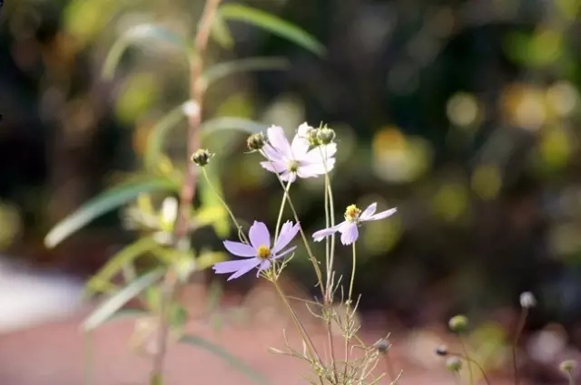长篇小说：深圳，爱恨都已倾城（9）