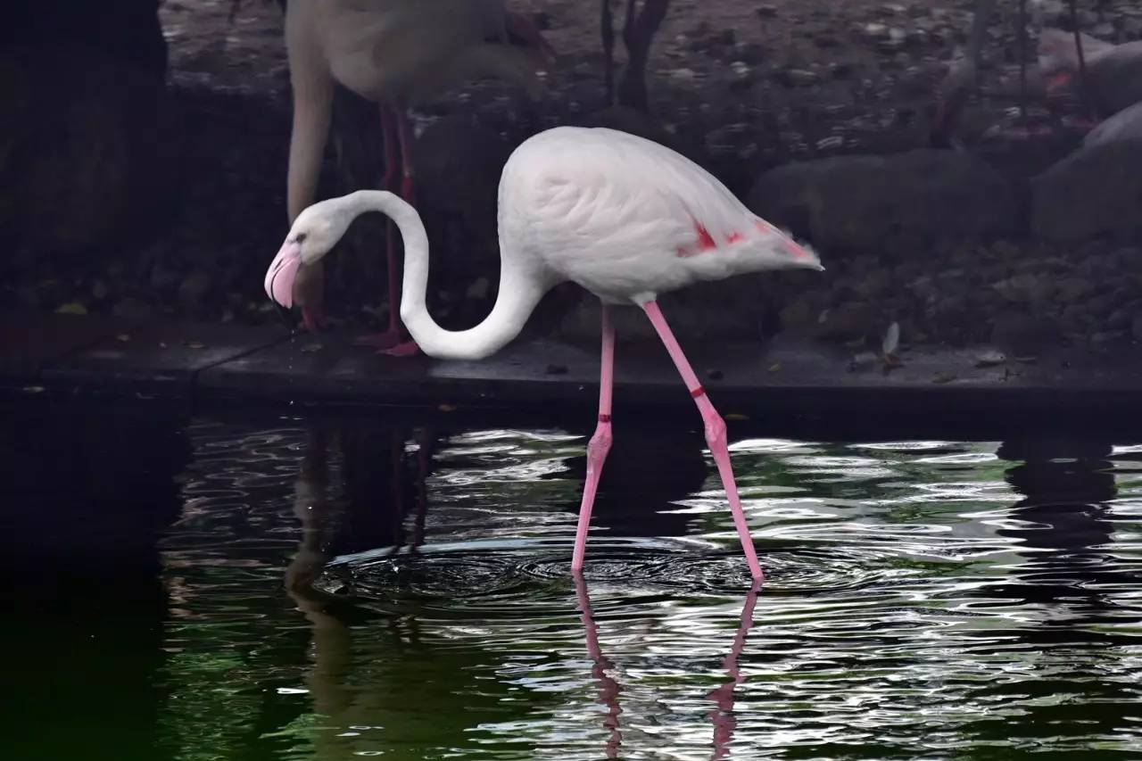 火烈鸟会掉色吗,火烈鸟掉色