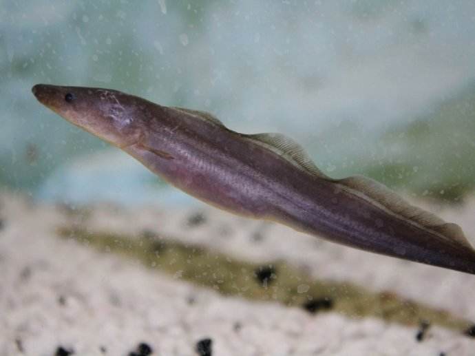 观赏鱼眼疾是怎么回事,观赏鱼眼疾