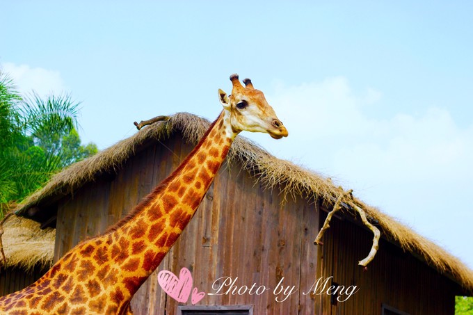 广州长隆动物园亲子游攻略三日游,珠海长隆海洋快速通道亲子游攻略