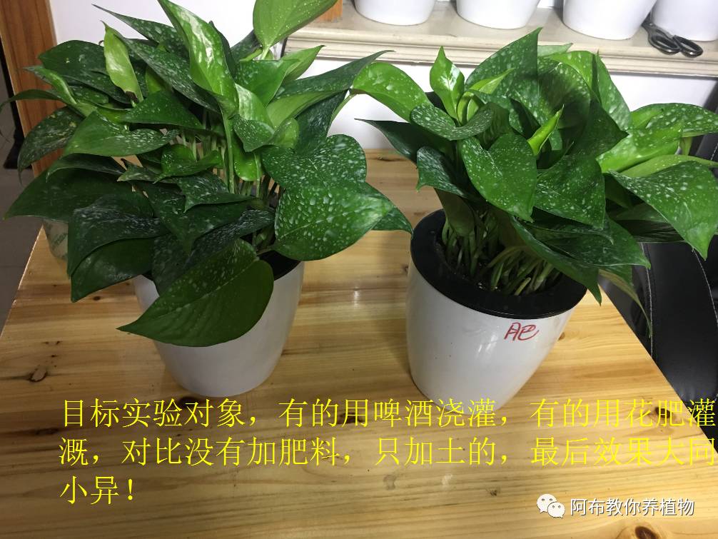 绿萝绿植怎么养活得快一点,绿萝绿植养护技巧图解大全