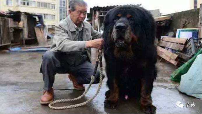 二郎神的宠物是哮天犬吗,历史记载二郎神的哮天犬是什么狗