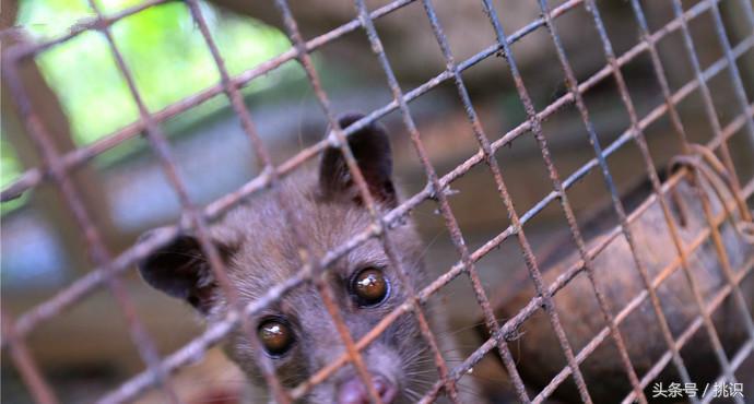 猫屎咖啡最贵的饮品,为什么猫屎咖啡是世上最贵的咖啡