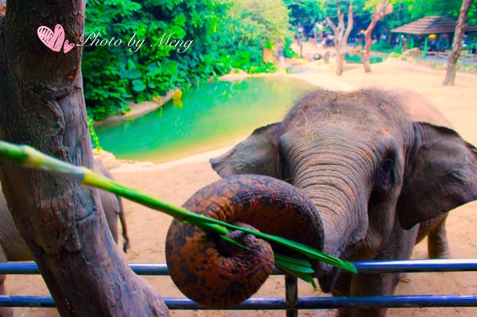 广州长隆动物园亲子游攻略三日游,珠海长隆海洋快速通道亲子游攻略