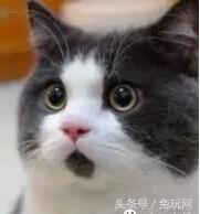 lol走a怪转会,lol走a怪怎么不直播了