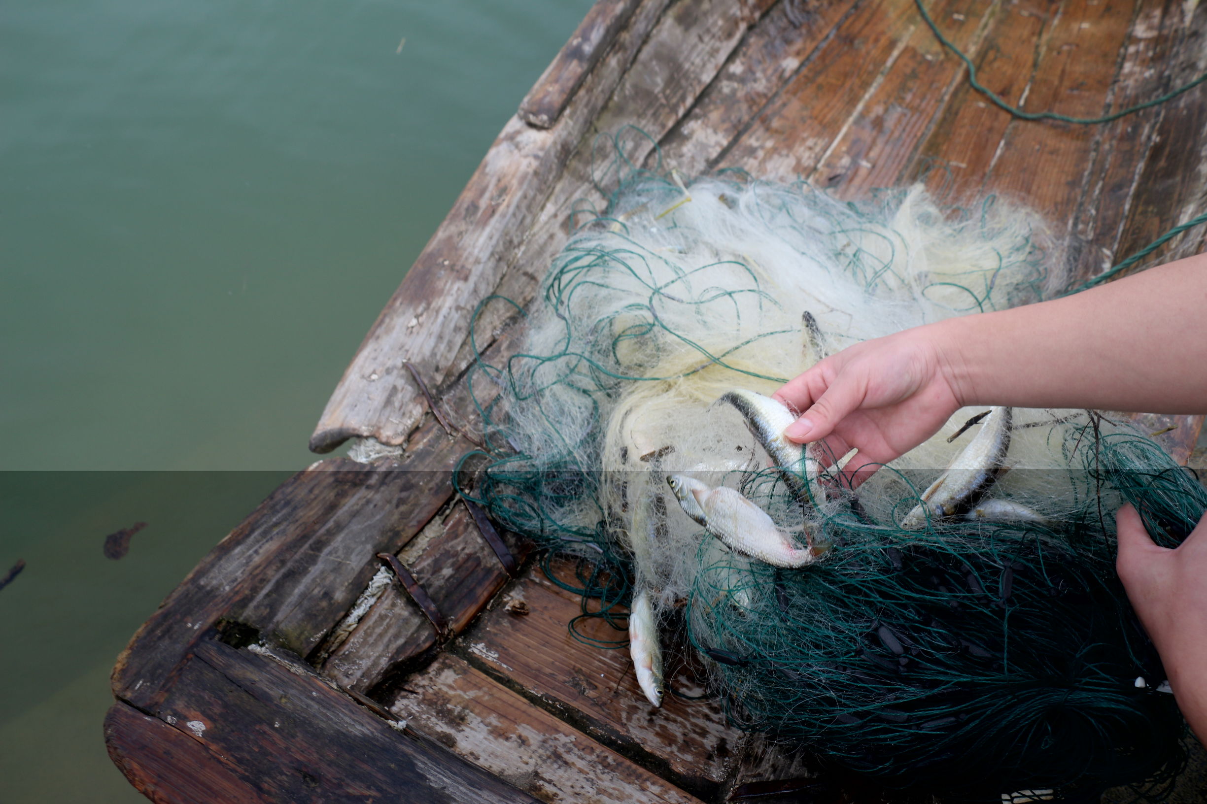 黔东南剑河县清水江鱼种大全,剑河县清水江有什么鱼