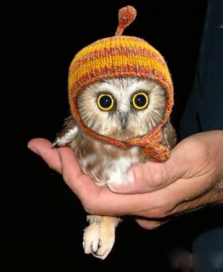 猫头鹰能当宠物吗视频,猫头鹰能够当宠物养吗