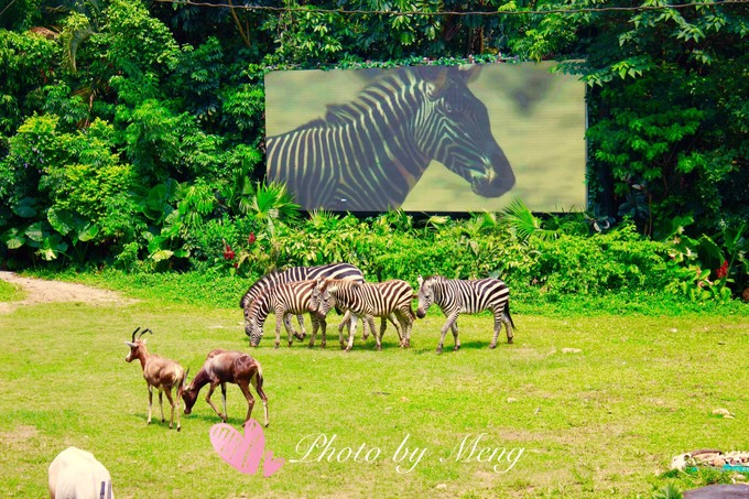 广州长隆动物园亲子游攻略三日游,珠海长隆海洋快速通道亲子游攻略