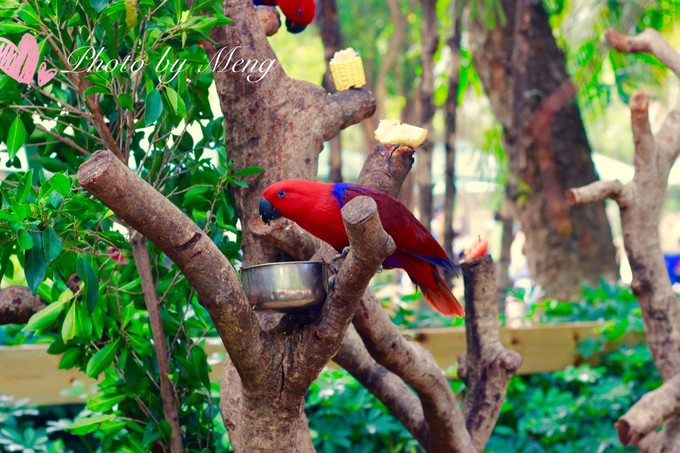 广州长隆动物园亲子游攻略三日游,珠海长隆海洋快速通道亲子游攻略