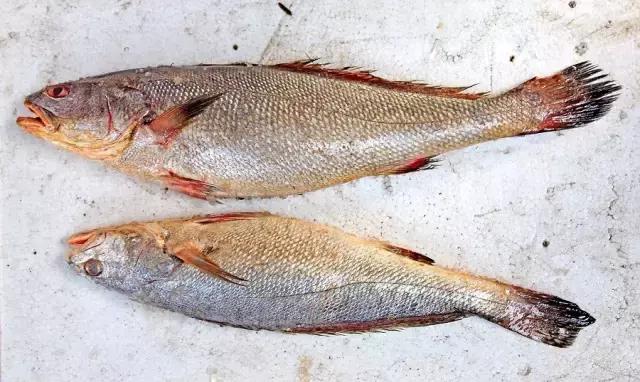 又到吃海蛎子的季节,又到了吃海鲜的季节生蚝