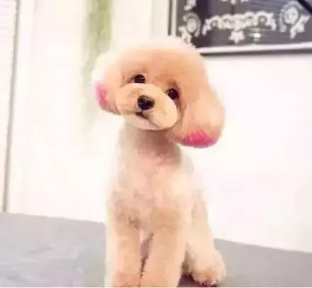 家养的狗和别人养的狗有什么区别,要如何知道自己养的狗是什么狗呢